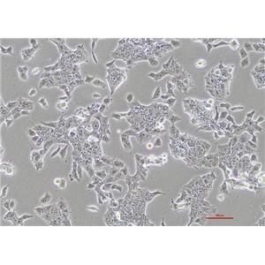 小鼠畸胎瘤细胞P19