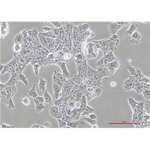 小鼠畸胎瘤细胞P19