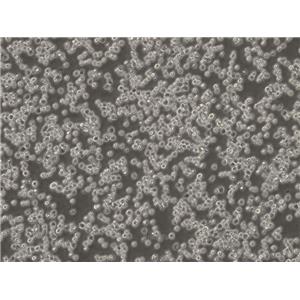 小鼠急性骨髓性白血病细胞C1498