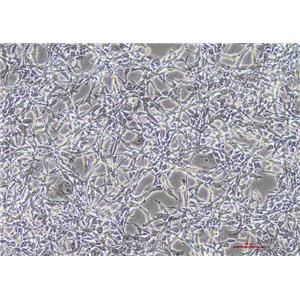 小鼠结肠癌细胞CT26.CL25 | EnkiLife恩玑生命