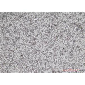 小鼠结肠癌细胞MC38