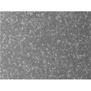 小鼠精原细胞系GC-1 spg(种属鉴定) | EnkiLife恩玑生命