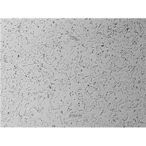 小鼠胚胎成纤维细胞BALB/3T3 clone A31(种属鉴定) | EnkiLife恩玑生命