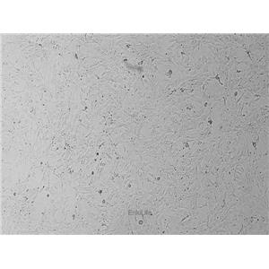 小鼠胚胎成纤维细胞C3H/10T1/2，Clone 8