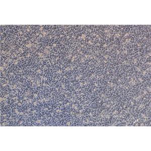 小鼠皮下结缔组织细胞L-WRN