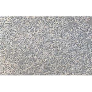 小鼠皮下结缔组织细胞L-WRN