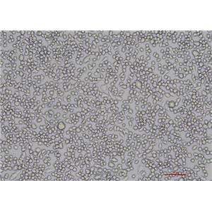 小鼠小胶质细胞BV2