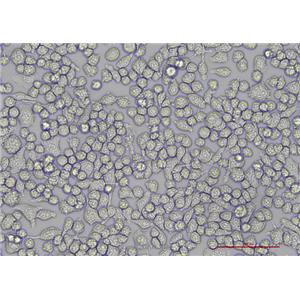 小鼠小胶质细胞BV2