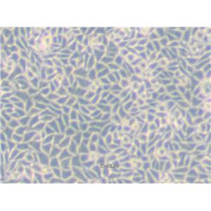 小鼠胸腺激酶缺陷细胞LM(TK-) | EnkiLife恩玑生命