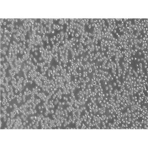 小鼠杂交瘤（抗CD2）细胞OKT11