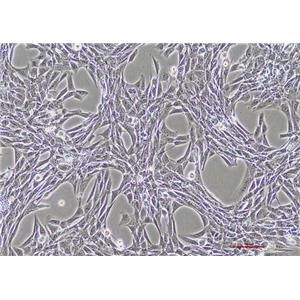 正常小鼠睾丸Sertoli细胞TM4