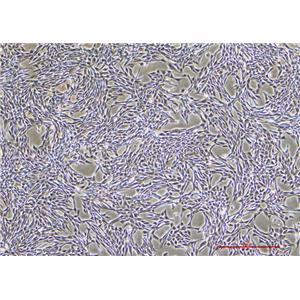 正常小鼠睾丸Sertoli细胞TM4