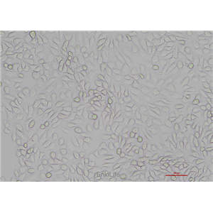 猪肺泡巨噬细胞3D4/21(种属鉴定) | EnkiLife恩玑生命