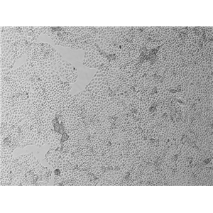 猪肾细胞PK-15(种属鉴定) | EnkiLife恩玑生命