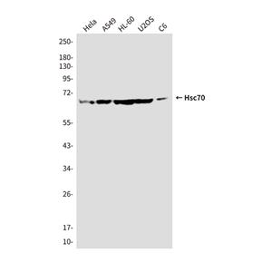 Hsc70 (5C2)鼠单抗,Hsc70 (5C2) Mouse Monoclonal Antibody