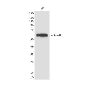 Smad2 (6H5)鼠单抗,Smad2 (6H5) Mouse Monoclonal Antibody