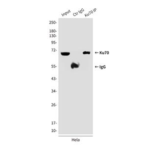 Ku70 (7B1)鼠单抗,Ku70 (7B1) Mouse Monoclonal Antibody