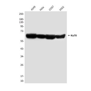 Ku70 (7B1)鼠单抗,Ku70 (7B1) Mouse Monoclonal Antibody
