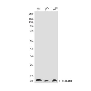 S100A10 (6F4)鼠单抗,S100A10 (6F4) Mouse Monoclonal Antibody
