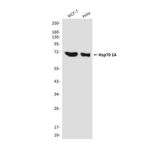 Hsp70 1A (1D9)鼠单抗,Hsp70 1A (1D9) Mouse Monoclonal Antibody