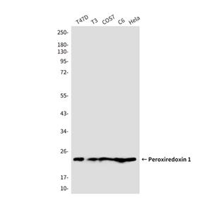 Peroxiredoxin 1 (6A6)鼠单抗,Peroxiredoxin 1 (6A6) Mouse Monoclonal Antibody