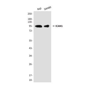 ICAM1 (1C7)鼠单抗,ICAM1 (1C7) Mouse Monoclonal Antibody