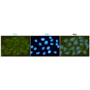 GSK3 beta (2E6)鼠单抗,GSK3 beta (2E6) Mouse Monoclonal Antibody