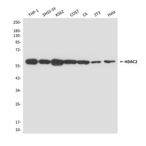 HDAC2 (2D9)鼠单抗,HDAC2 (2D9) Mouse Monoclonal Antibody