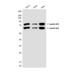 Lamin A/C (5D12)鼠单抗,Lamin A/C (5D12) Mouse Monoclonal Antibody