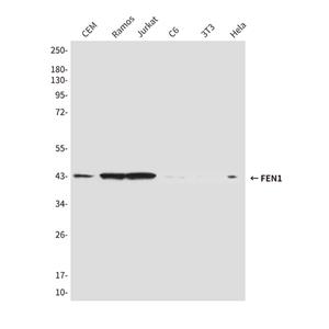 FEN1 (1E7)鼠单抗,FEN1 (1E7) Mouse Monoclonal Antibody
