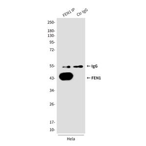 FEN1 (1E7)鼠单抗,FEN1 (1E7) Mouse Monoclonal Antibody