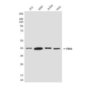FEN1 (1E7)鼠单抗,FEN1 (1E7) Mouse Monoclonal Antibody