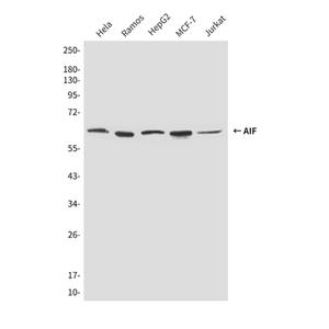 AIF (8H1)鼠单抗,AIF (8H1) Mouse Monoclonal Antibody