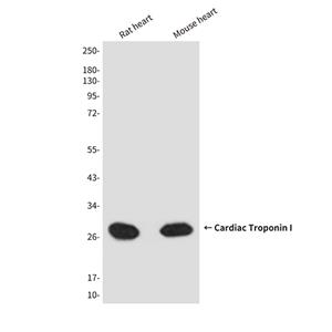 Cardiac Troponin I (4D3)鼠单抗,Cardiac Troponin I (4D3) Mouse Monoclonal Antibody