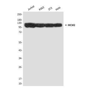 MCM2 (2B5)鼠单抗,MCM2 (2B5) Mouse Monoclonal Antibody