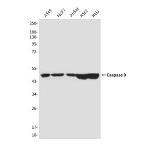 Caspase 9 (1D1)鼠单抗,Caspase 9 (1D1) Mouse Monoclonal Antibody