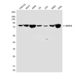 STAT3 (4C8)鼠单抗,STAT3 (4C8) Mouse Monoclonal Antibody