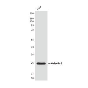 Galectin 3 (4B2) Mouse Monoclonal Antibody | 鼠单抗 | EnkiLife恩玑生命