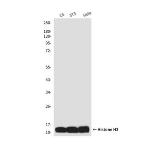Histone H3 (10A10)鼠单抗,Histone H3 (10A10) Mouse Monoclonal Antibody