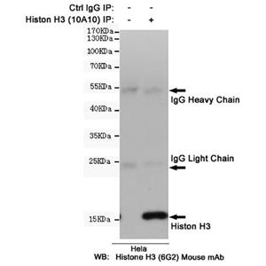 Histone H3 (10A10)鼠单抗,Histone H3 (10A10) Mouse Monoclonal Antibody