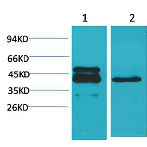 CREB-1(4B4)鼠单抗,CREB-1(4B4)Mouse Monoclonal Antibody