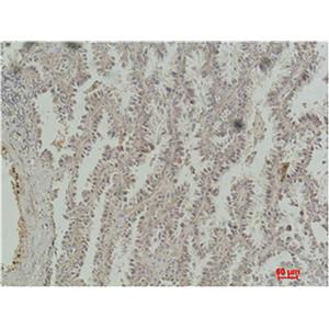 CREB-1(4B4)鼠单抗,CREB-1(4B4)Mouse Monoclonal Antibody