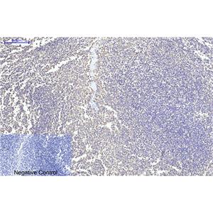 CYCS(4B10)鼠单抗,CYCS(4B10)Mouse Monoclonal Antibody