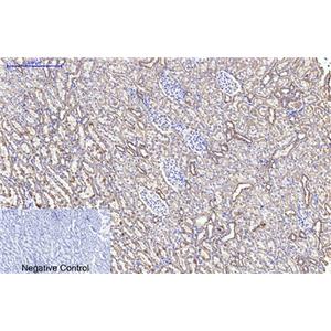 CYCS(4B10)鼠单抗,CYCS(4B10)Mouse Monoclonal Antibody