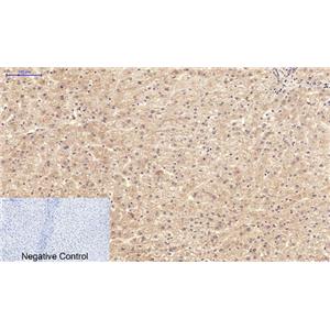 NBR1(7C3)鼠单抗,NBR1(7C3)Mouse Monoclonal Antibody