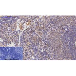 PDGFRα(7A3)鼠单抗,PDGFRα(7A3)Mouse Monoclonal Antibody