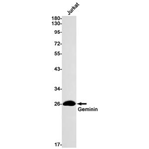 Geminin兔单抗,Geminin Rabbit Monoclonal Antibody