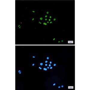 MCM6兔单抗,MCM6 Rabbit Monoclonal Antibody
