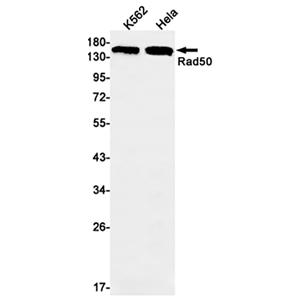 Rad50兔单抗,Rad50 Rabbit Monoclonal Antibody