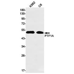 PTF1A兔单抗,PTF1A Rabbit Monoclonal Antibody